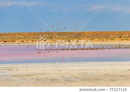 Flock of birds on the pink salty Syvash lake in Kherson region, Ukraine 75527126