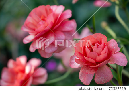 Red ranunculus buttercup 75527219