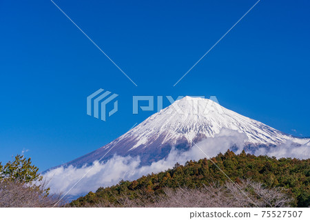 （靜岡縣）從岩本山看的富士山降雪 75527507