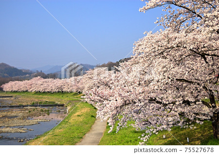 Kodama Senbonzakura, Honjo City, Saitama Prefecture, in full bloom in the blue sky 75527678