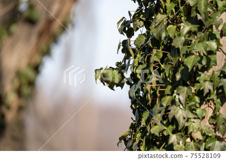Winter vines whose branches have begun to wither 75528109