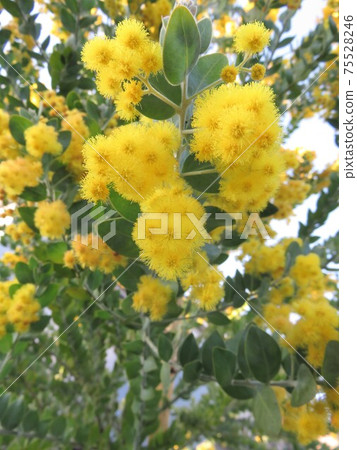 Pearl acacia 75528246