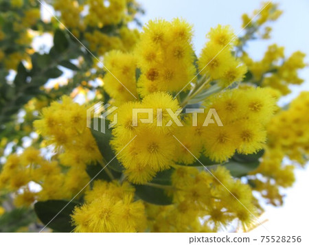 Pearl acacia 75528256