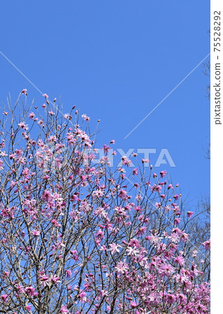 Magnolia stellata and blue sky landscape 75528292