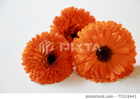 Calendula 75528441