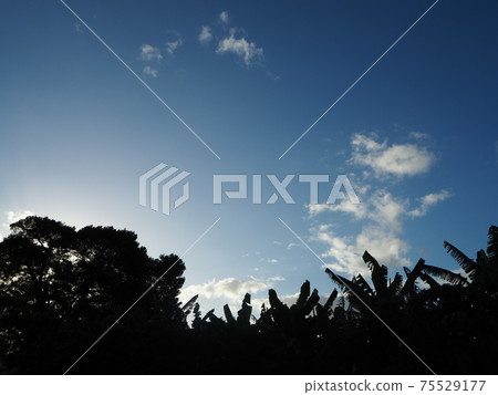 夏威夷的早晨 75529177