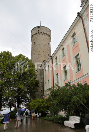 Tallinn, the capital of Estonia, Tall Hermann's tower with the characteristic pink parliament building in Toompea Castle 75529339