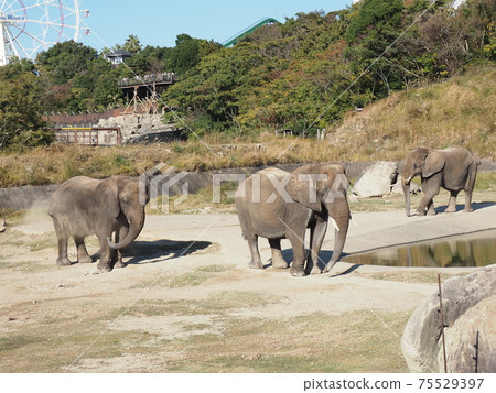 Nanki Shirahama Adventure World Elephant Nanki Shirahama Adventure World Elephant 75529397