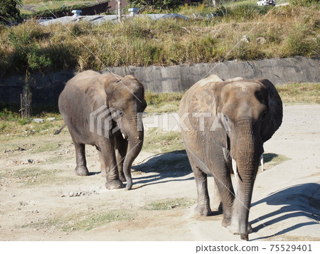 Nanki Shirahama Adventure World Elephant Nanki Shirahama Adventure World Elephant 75529401