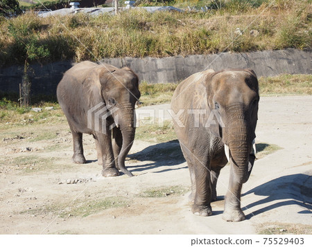 Nanki Shirahama Adventure World Elephant Nanki Shirahama Adventure World Elephant 75529403