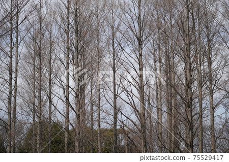Metasequoia with fallen winter leaves Metasequoia with fallen winter leaves 75529417