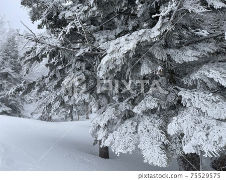 2021年在福島縣的Grandeco滑雪勝地 2021年在福島縣的Grandeco滑雪勝地 75529575