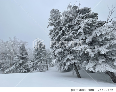 2021年在福島縣的Grandeco滑雪勝地 2021年在福島縣的Grandeco滑雪勝地 75529576