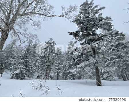 2021年在福島縣的Grandeco滑雪勝地 2021年在福島縣的Grandeco滑雪勝地 75529698