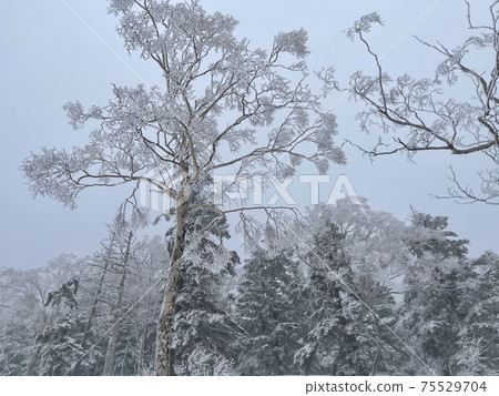 Grandeco Ski Resort in Fukushima Prefecture in 2021 Grandeco Ski Resort in Fukushima Prefecture in 2021 75529704