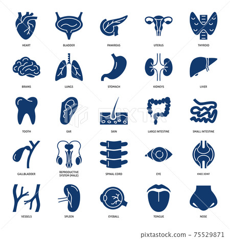 Human internal organs and systems icon set Human internal organs and systems icon set 75529871