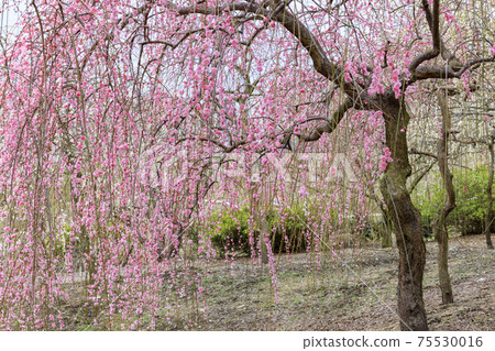 Inabe City Bairin Park Weeping plums in full bloom Inabe City Bairin Park Weeping plums in full bloom 75530016