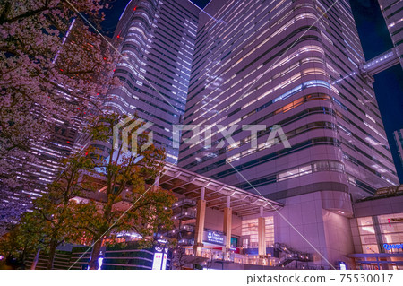 Night view of cherry blossoms and Yokohama Minatomirai Night view of cherry blossoms and Yokohama Minatomirai 75530017