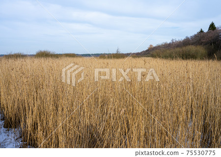 Tall grass in a marshy wetland. Ice and snow. Picture from Lund, Sweden Tall grass in a marshy wetland. Ice and snow. Picture from Lund, Sweden 75530775
