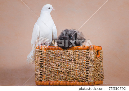 Puppy miniature schnauzer peeks out of basket next to pigeon Puppy miniature schnauzer peeks out of basket next to pigeon 75530792