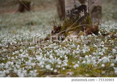 節分草 照片素材 圖片 圖庫