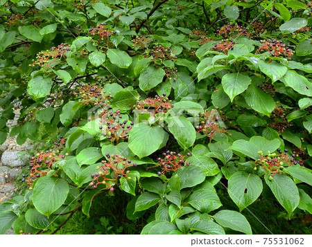 Northern Alps, alpine plants, viburnum furcatum 75531062