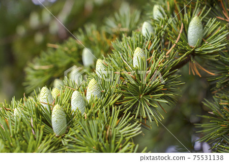 On the branch tree small green young cones grow up close-up 75531138