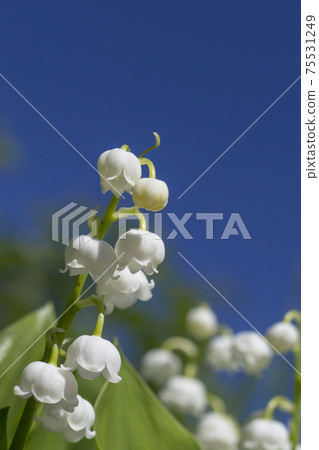 lily of the valley. Blooming lily of the valley in the summer garden lily of the valley. Blooming lily of the valley in the summer garden 75531249
