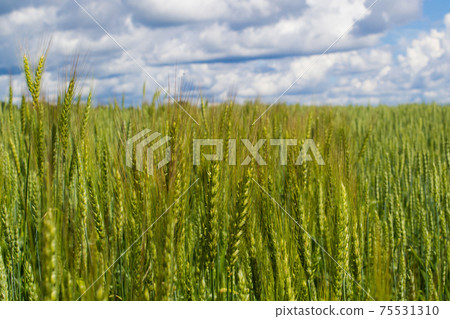 Wheat field with sky and clouds from the perspective Wheat field with sky and clouds from the perspective 75531310
