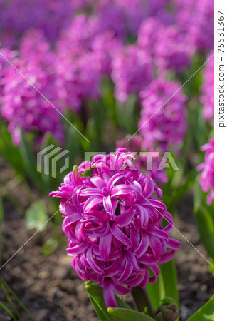 Pink and purple flowering hyacinth bulbs in the garden. Pink and purple flowering hyacinth bulbs in the garden. 75531367