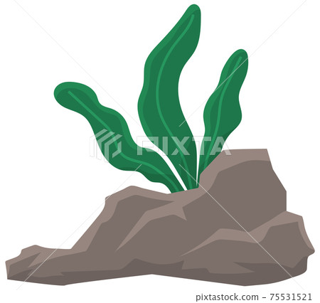 Green grass or algae near angulated stone isolated on white background. Plant grows through rock Green grass or algae near angulated stone isolated on white background. Plant grows through rock 75531521