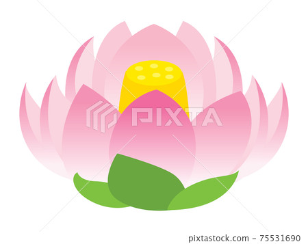Lotus flower illustration 75531690