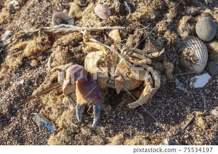 Dead crab, Paracas National Reserve, Peru. 75534197