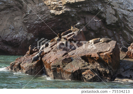 Seals and sea lions, sunbathing in the Ballestas Islands, Peru. Seals and sea lions, sunbathing in the Ballestas Islands, Peru. 75534213