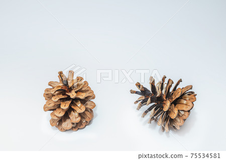 Two cones various coniferous trees isolated on white Two cones various coniferous trees isolated on white 75534581