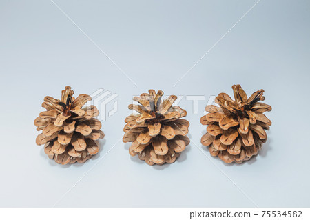 Big set of cones various coniferous trees isolated on white Big set of cones various coniferous trees isolated on white 75534582
