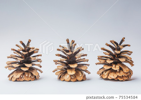Big set of cones various coniferous trees isolated on white Big set of cones various coniferous trees isolated on white 75534584