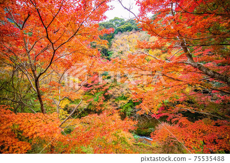 河津，伊豆半島，河津的秋天秋天的色彩中的七個瀑布 75535488