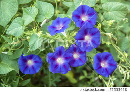 Ipomoea purpurea morning glory in the garden. Ipomoea purpurea morning glory in the garden. 75535658