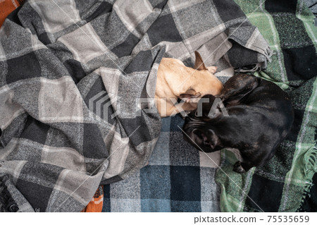 couple cute french bulldog dog playing on sofa with plaid and licking at home couple cute french bulldog dog playing on sofa with plaid and licking at home 75535659