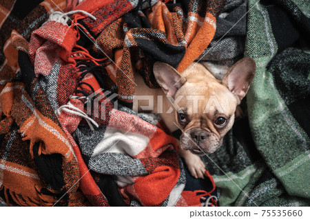 top view of cute french bulldog dog resting wrapped in plaid on sofa at home top view of cute french bulldog dog resting wrapped in plaid on sofa at home 75535660