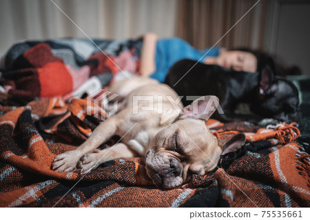 female and couple cute french bulldog dogs sleeping on bed with plaid at home female and couple cute french bulldog dogs sleeping on bed with plaid at home 75535661