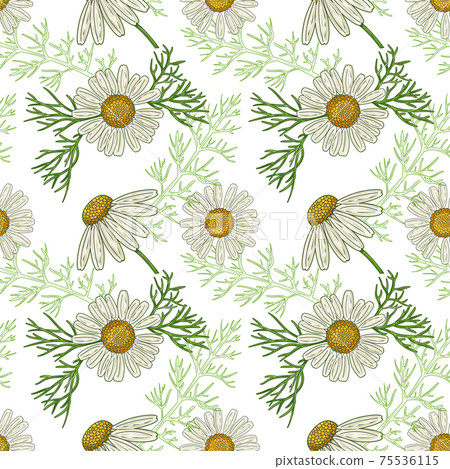 Medical Chamomile Floral seamless pattern Medical Chamomile Floral seamless pattern 75536115