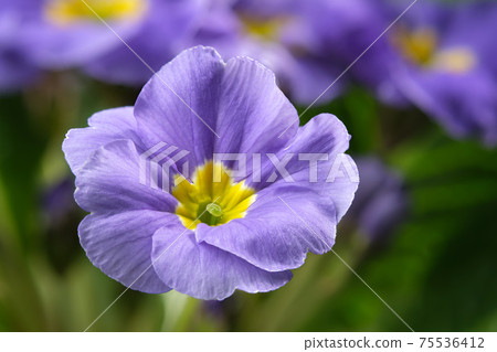Blue primula. Primrose flower. Blue primula. Primrose flower. 75536412