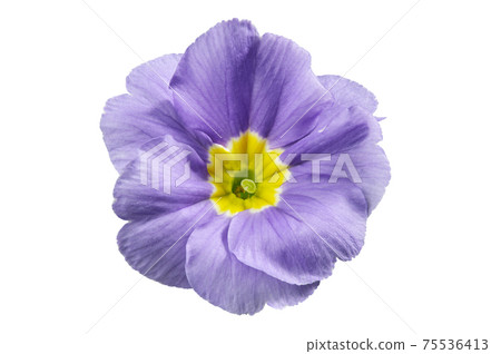 Primula flower, isolated on white. Blue primrose close up. 75536413
