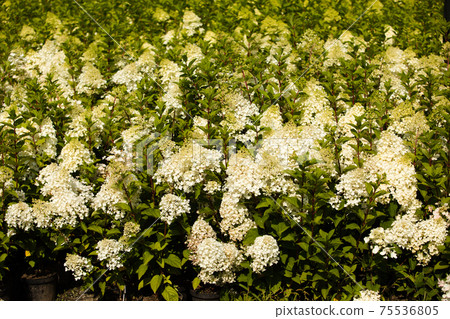 Wide variety of flowers and plants at nursery garden 75536805