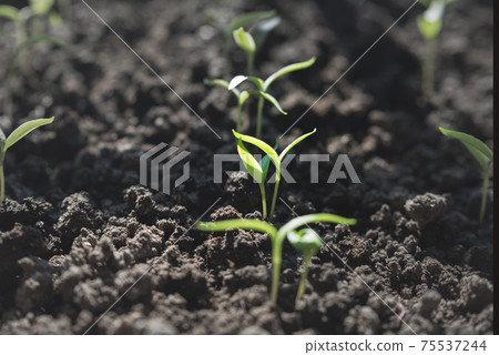 Green sprout on the ground , Gardening concept 75537244