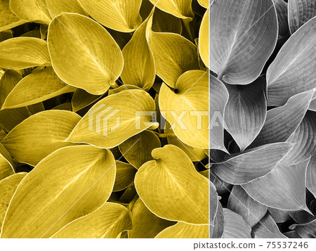 Colors yellow and gray, Color of the year of 2021 Illuminating. Big leaves background 75537246