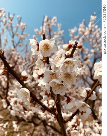 Plum blossoms 2 Plum blossoms 2 75537840