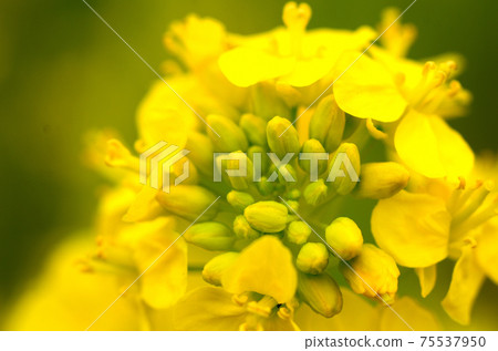 油菜花開三月 油菜花開三月 75537950